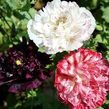 300 Seeds Poppy Antique Shades Mix Peony Flower Frilly Blooms Reseeds - £7.02 GBP