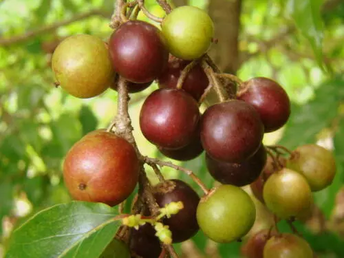 Flacourtia indica Ramontchi Governor’s Plum Fruit Tropical Plant 10 Seeds - £11.95 GBP