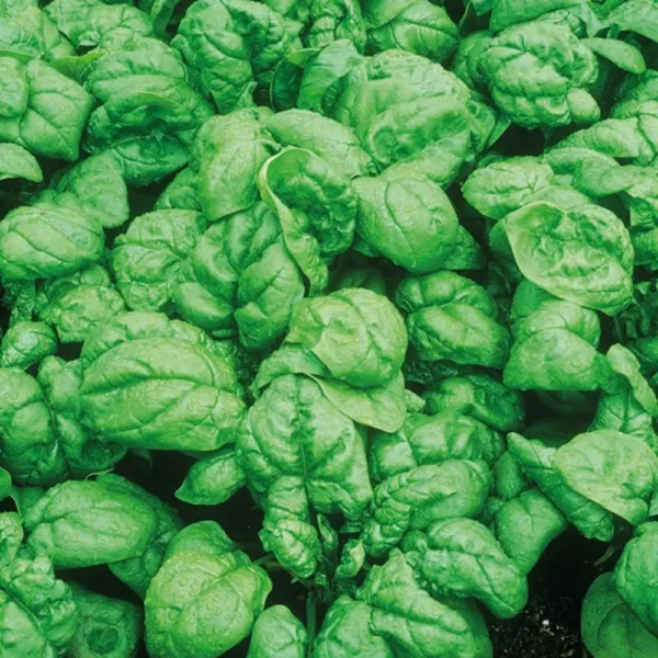 Spinach Bloomsdale 100 Dark Green Vegetable Fresh Seeds - £9.54 GBP