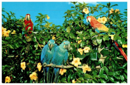 Beautiful Hyachinthine and Scarlet Macaws Palm Beach Bird Postcard - £7.08 GBP