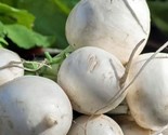 Seven Top Turnip Seeds 500 Seeds Non-Gmo Fast Shipping - $7.99