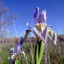 Iris Missouriensis Rocky Mountain Iris Wild Blue Iris 40 Seeds Seeds Fresh Fast  - $19.20