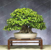 Korean Hornbeam Tree Bonsai Very Beautiful Mini Bonsai Sprout 95% for Home Garde - £6.66 GBP