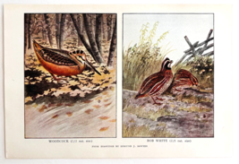 1927 Woodcock And Bob White Bird Art Plate Color Book Print Wildlife F14C - $19.99