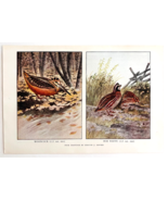 1927 Woodcock And Bob White Bird Art Plate Color Book Print Wildlife F14C - €17,16 EUR