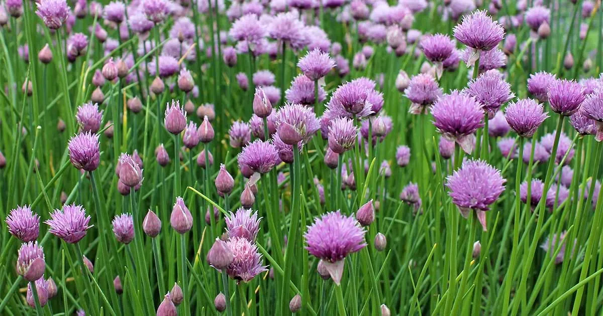 SR 300 Common Chives Seeds Non GMO Variety Sizes Sold Planting Seeds - $8.48