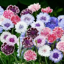 200 Seeds of Cornflower Bachelor Button FROSTY MIX Heirloom Pollinators NonGMO - £9.09 GBP