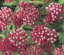 30 Carmine Rose Red White Butterfly Weed Flower Seeds PerennialFrom US  - $8.35