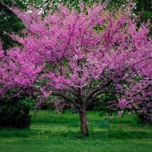 Best Seeds Eastern Redbud Tree Seeds Bonsai Cercis Canadensis - $15.00