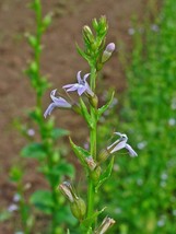 50 Seeds Indian Tobacco Lobelia Ina Plant Heirloom Seeds Fast Flourish - £6.38 GBP