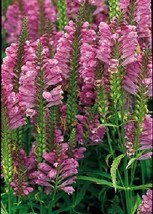 40+ Rose Colored Obedient Plant False Dragon Flower Seeds Perennial - £7.77 GBP