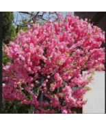 FLOWERING ALMOND  Tree Double Pink Flower Shrub 10  Seeds - $13.99