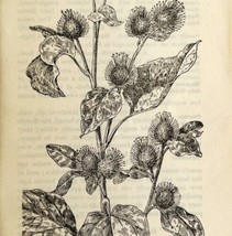 1905 Small Leaved Burdock Wild Flower Print Pen &amp; Ink Lithograph Antique  - £13.93 GBP