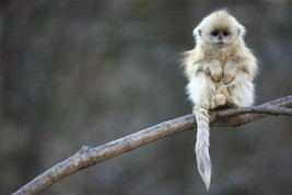 Golden Snub-nosed Monkey  juvenile Qinling Mountains China - Cyril Ruoso 16x24 ❤ - £158.45 GBP