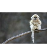 Golden Snub-nosed Monkey  juvenile Qinling Mountains China - Cyril Ruoso... - £157.45 GBP