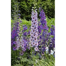 50 PURPLE BLUE DELPHINIUM SEEDS PERENNIAL GARDEN FLOWER SEED FLOWERS - $12.29