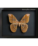 Rothschildia Hesperus Female Huge Saturn Moth Framed Entomology Shadowbox - $1,794.94 MXN