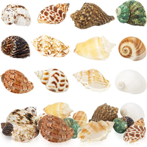 Hermit Crab Shells Medium Large 12PCS Growth Turbo Seashells Opening 0.6... - $15.49