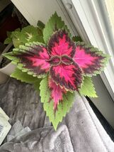 Item image 1 image 1