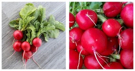 600+ Champion Radish Seeds Cool Weather Vegetable Garden Free Shipping - £15.22 GBP