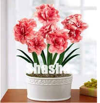 PWO Fresh 100Pcs Rose Red Pink Bi-Color Amaryllis Seeds - £4.00 GBP