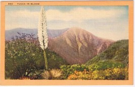California Postcard Yucca In Bloom God&#39;s Candle - £2.33 GBP