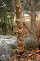 VP Devil&#39;S Walking Stick (Aralia Spinosa), 30 Seeds - $3.22