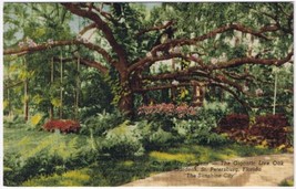 Postcard Orchid Sky Gardens Gigantic Live Oak Sunken Gardens St Petersburg FL - £2.36 GBP