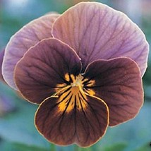 New 30 Viola Frosted Chocolate Fresh Seeds Fast Shipping - $23.64