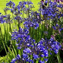 Lily Of The Nile Seeds Agapanthus African Blue Lily Flower Seed 25 Seeds USA Fas - £12.75 GBP