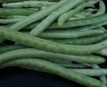 Fresh Mississippi Silver Pea Crowder 100 Seeds - 50 Free Seeds Included! - $5.25