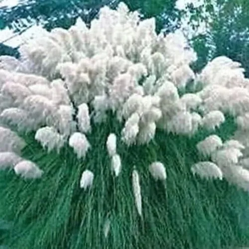 Fresh 200 White Pampas Grass Cortaderia Selloana Ornamental Flower Seeds Garden - £9.44 GBP