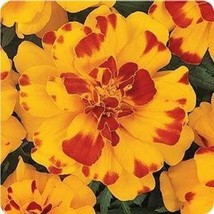 35 Of Marigold French Durango Bolero Annual Flower Seeds - £7.87 GBP