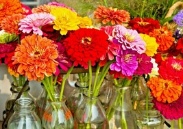 BPA 1 Oz Giant Dahlia Zinnia Mix Seeds Cut Flowers Summer Flowering Annual Bulk - £24.18 GBP