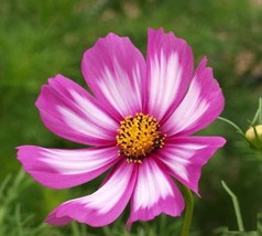 1oz Cosmos Flower Seeds Candy Stripe Wildflowers (Approx 4500 Seeds) - £16.20 GBP