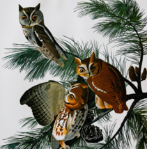 1979 Screech Owl Color Plate Print Audubon Birds Of America Vintage Art ... - $29.99