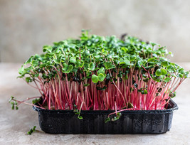 Grow in US 2500 Red Arrow Radish Seeds Bulk Sprout Micro Greens Garden - £8.44 GBP