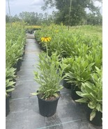 SEPTH Rudbeckia Black Eyed Susan Mature Plant In A 6”pot - $54.44 CAD