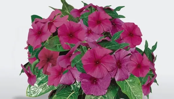 40 Raspberry Pacifica Vinca Periwinkle Flower Annual Fresh Seeds for Planting - $17.90