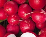 Cherry Belle Radish Seeds 200 Seeds Non-Gmo Fast Shipping - £6.36 GBP
