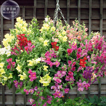 Antirrhinum Trailing Mix Annual Bedding Plant 100 Fresh - $5.22