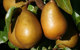 25 Baronne de Mello Pear Seeds Planting USA Shipping - $9.96