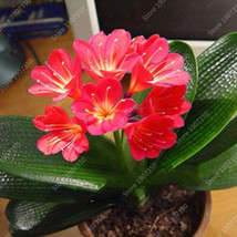 100 Seeds Gorgeous Clivia Bonsai Kaffir Lilyrare Bonsai Flower Plant Pla... - £38.97 GBP