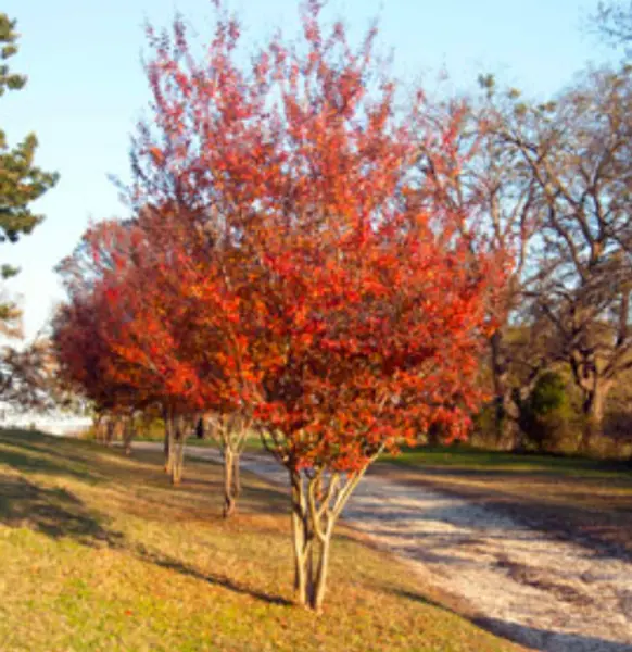 25 Crepe Myrtle Crape Tree/Pink In The Summer &amp; Orange In The Fall Seeds Fresh G - $7.98