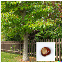 FA Store 5 Horse Chestnut Tree Seeds Fresh Nuts Aesculus Conkers - $13.05