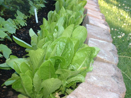 Lettuce Parris Island Romaine 875 Seeds Garden USA - $4.48