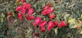 10 Tota Peri Piri Piri Pepper Seeds Spicy Seasoning Fresh Seeds USA - £17.96 GBP