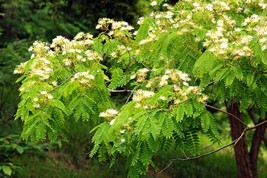 20 seeds -Yellow Silk Tree -Read Full Description - Albizia guachapele - £3.98 GBP