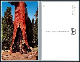 CALIFORNIA Postcard - Kings Canyon National Park, General Grant Tree F2 - £2.58 GBP