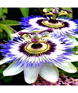 HT 10 Blue Passion Flower Seeds Climber Vine Fruit Hummingbirds Butterfl... - $13.32